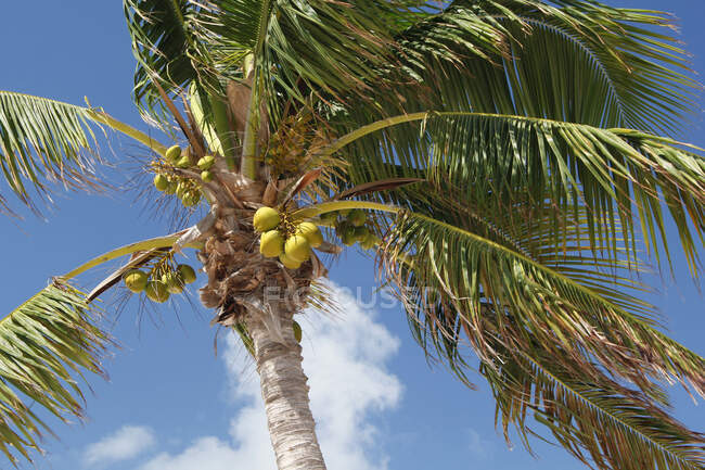 США. Флорида. Острів Марафон. Пляж Сомбреро. Кокосові пальми та кокосовий горіх.. — стокове фото