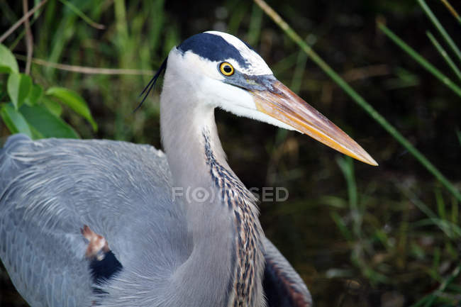 Great Blue Heron in grass, selective focus — Stock Photo