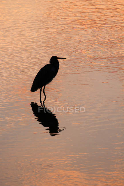 Oiseaux marins dans l'eau au coucher du soleil, mise au point sélective — Photo de stock