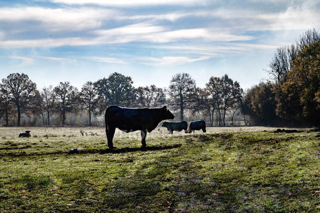 Vacas en el prado temprano en la mañana, Bourgogne, Francia - foto de stock