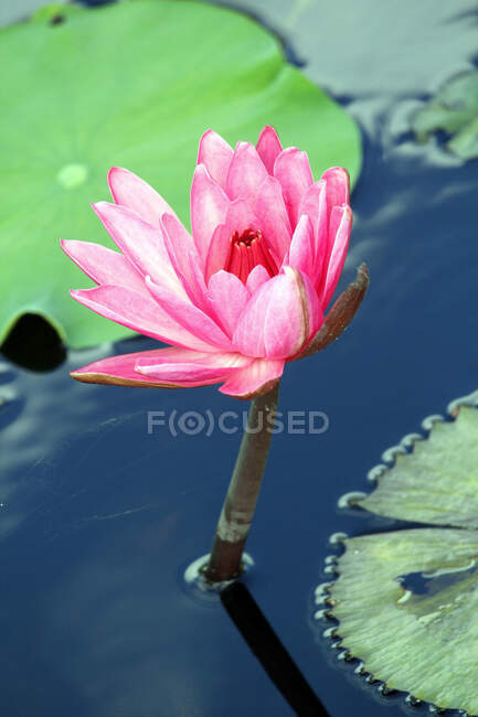Nenuphar. Nenuphar Blume im Wasser — Stockfoto