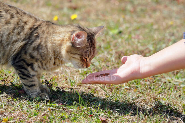 Jeune chat de 5 mois, race Bengale - Maine Coon, femelle, regardant des croquettes placées dans la main de sa maîtresse. — Photo de stock