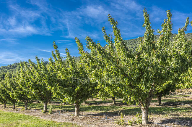 Francia, Provenza, Vaucluse, plantación de cerezos en Crestet - foto de stock