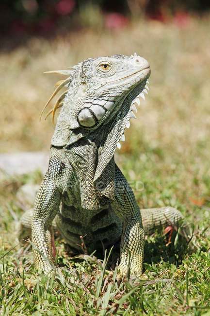 Close-up de iguana, EUA, Florida — Fotografia de Stock