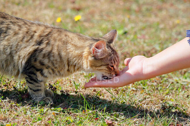 Jeune chat de 5 mois, race Bengale - Maine Coon, femelle, mangeant dans la main de sa maîtresse. — Photo de stock