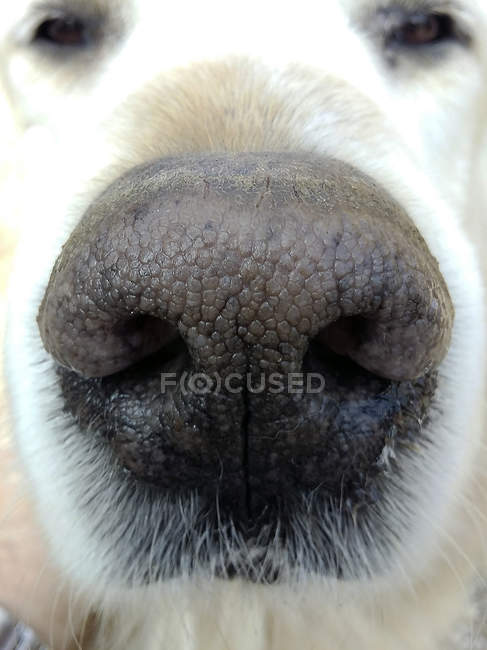 Gros plan du nez du chien, mise au point sélective — Photo de stock