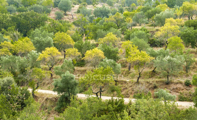 España, comunidad autónoma de Aragón, Parque Natural de los Cañones de Sierra y Guara, olivos y almendros en terrazas cultivadas. - foto de stock