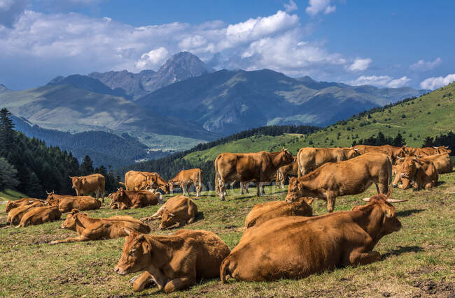 Francia, Hautes Pyrenees, vacas en el Col d 'Aspin (1489 metros de altura) entre el Vallee d' Aure y el Vallee de Campan, vista sobre el Pic du Midi de Bigorre - foto de stock