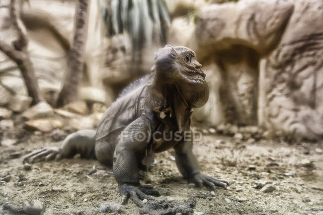 Close-up de iguana, foco seletivo, EUA, Florida — Fotografia de Stock