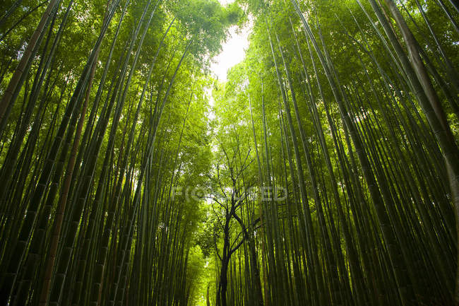Enorme piantagione di bambù, Arashiyama Kyoto, Giappone — Foto stock