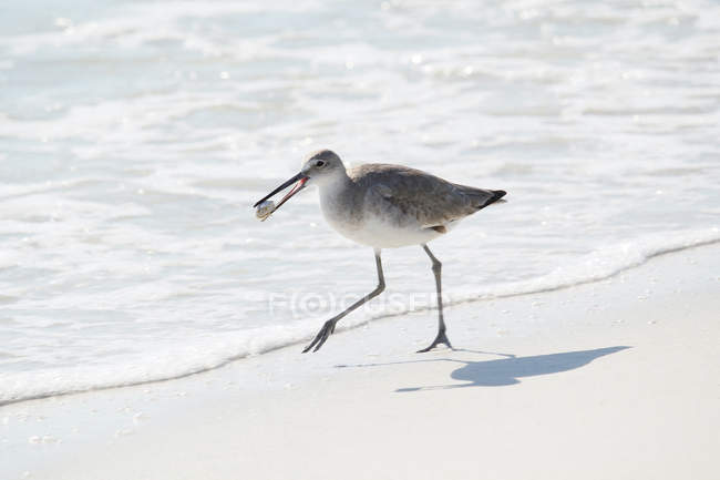 Willet on sand, selective focus — Stock Photo