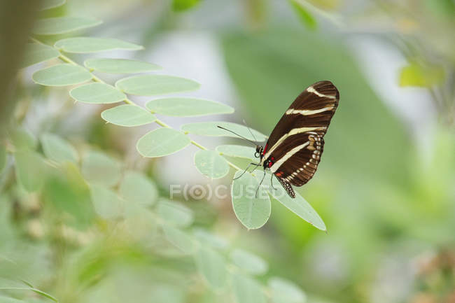 Close-up of butterfly Zebra, selective focus — Stock Photo