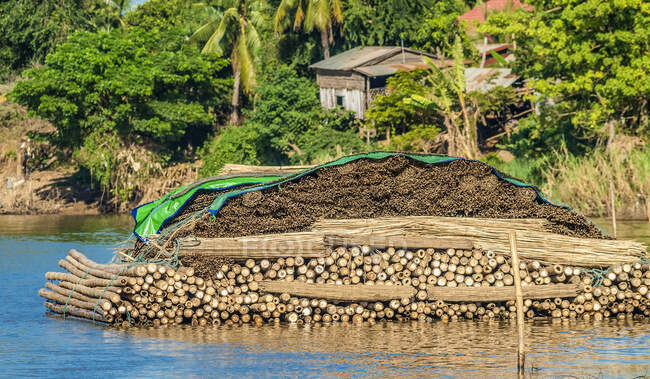 Азія, Камбоджа, Баттамбанг, розвантаження деревини на річці Санка. — стокове фото