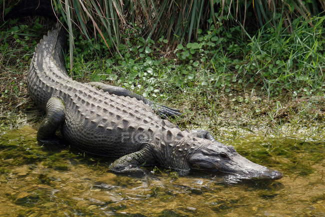 Primer plano de cocodrilo, EE.UU., Florida - foto de stock