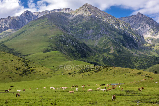 Francia, Hautes-Pyrenees, col de la Hourquette d 'Ancizan (1564 metros de altura), entre el Vallee d' Aure y el Vallee de Campan, zona pastoral que conduce a Payolle - foto de stock