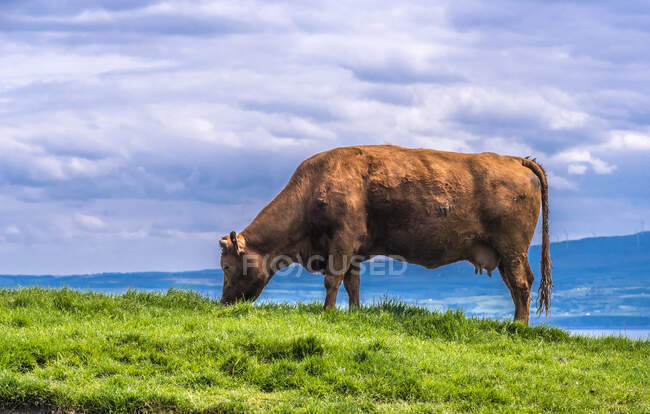 Europe, Republic of Ireland, Clare County, Burren and Cliffs of Moher Geopark, a cow is browsing on the foreground — Stock Photo