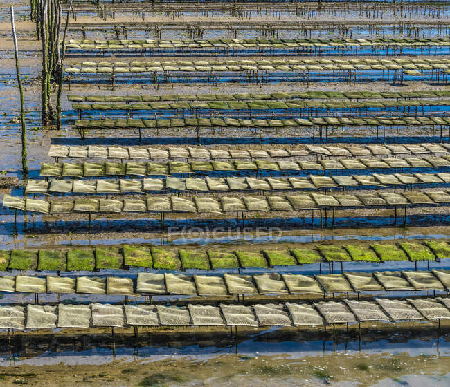 Francia, Nueva Aquitania, Bahía de Arcachon, Cap Ferret, cultivo de ostras a baja marea. - foto de stock