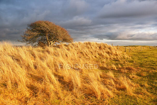 Normandy. Manche. Pointe d'Agon Coutainville. Nature preservation area. Nature reserve during the winter. Beautiful lights at sunset time. — Stock Photo