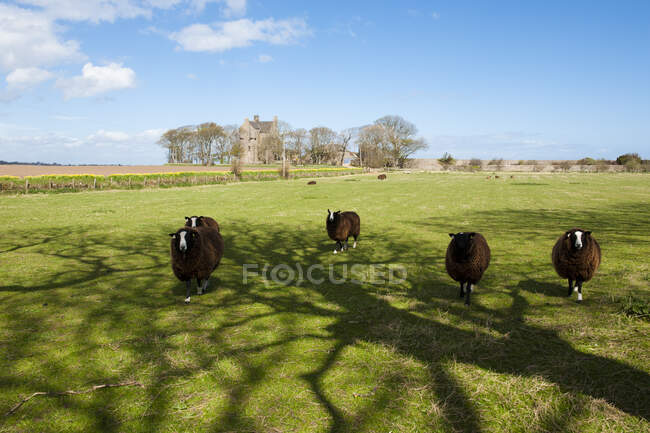 Arbre a moutons - Crail - Ecosse — Foto stock