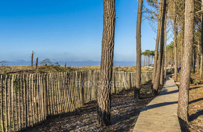 Франция, Нью-Эйн, залив Аркашон, пляж Ниццы, песчаные пляжи (ganivelle) против эрозии — стоковое фото