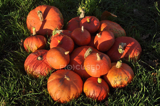 Squash of different sizes harvested pumpkins — Stock Photo