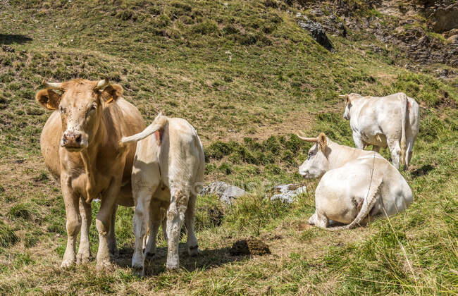 Francia, Altos Pirineos, entre los Cols de Peyressourde (1569 metros de altura) y el Val Louron Azet (1580 metros de altura), Una vaca y su ternero - foto de stock