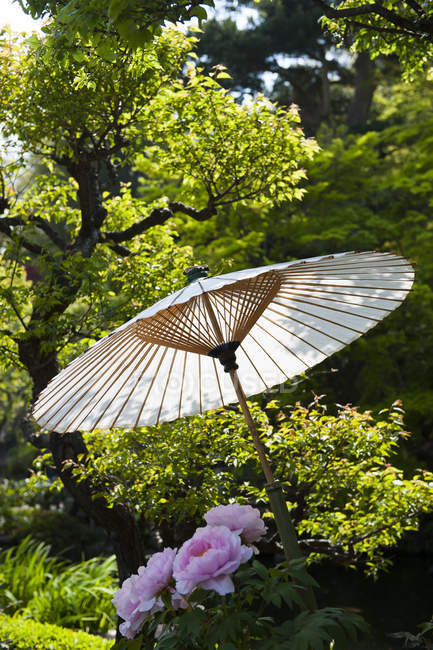 Бумажный зонтик в парке рядом с цветущими пионами, Хасе Дера, Камакура, Япония — стоковое фото
