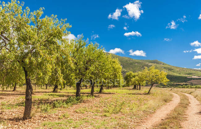 Іспанія, автономне співтовариство Арагону, Сьєрра і Гуари, природний парк Валь-де-Онсера, мигдалеві дерева — стокове фото
