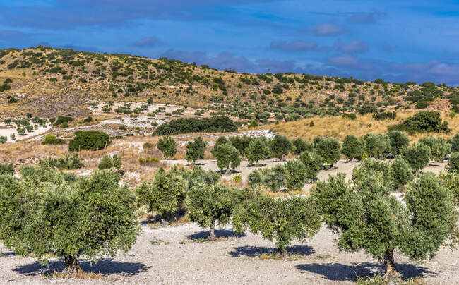 Spain, Autonomous community of Madrid, Province of Madrid, olive trees in the countryside around Chinchon — Stock Photo