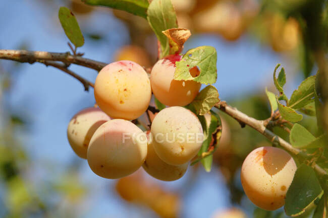 Seine et Marne. Primer plano de un racimo de ciruelas mirabelle en el jardín de un individuo. - foto de stock