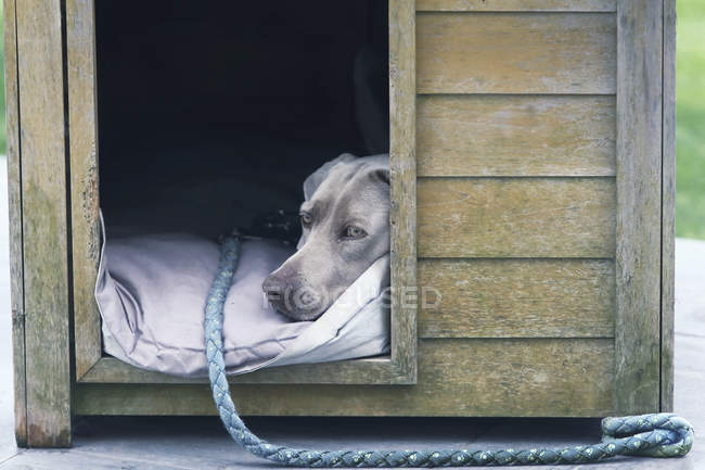 Sad dog in wooden box, selective focus — Stock Photo