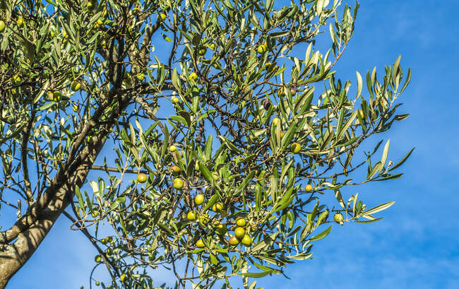 Spanien, autonome Gemeinschaft Aragon, Naturpark der Schluchten Sierra und Guara, Olivenbaum — Stockfoto
