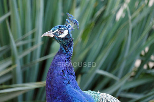 Peafowl in grass, selective focus — Stock Photo