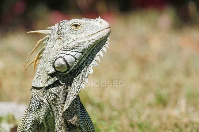 Close-up de iguana, foco seletivo, EUA, Florida — Fotografia de Stock