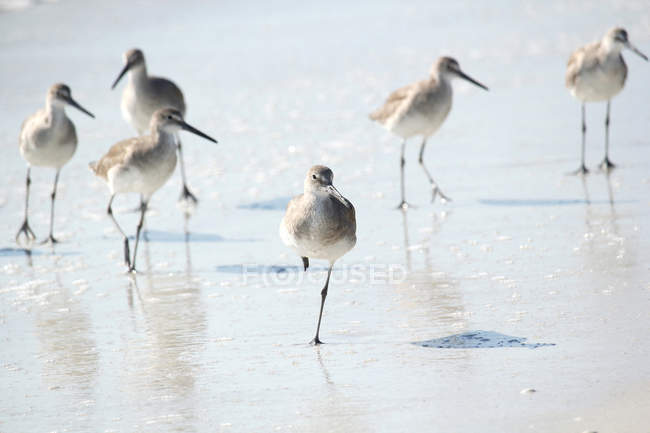 Willets on sand, selective focus — Stock Photo