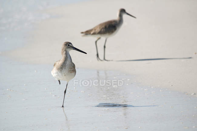 Stilts on sand, selective focus — Stock Photo