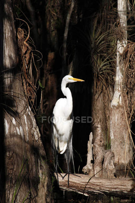 Great egret near trees, selective focus — Stock Photo