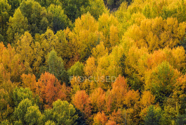 Espanha, Pirenéus, comunidade autônoma de Aragão, Valle de Tena, estrada para o passe Pourtalet, forte com cores de outono — Fotografia de Stock
