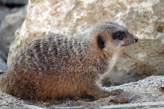 Close-up of meerkat, selective focus — Stock Photo