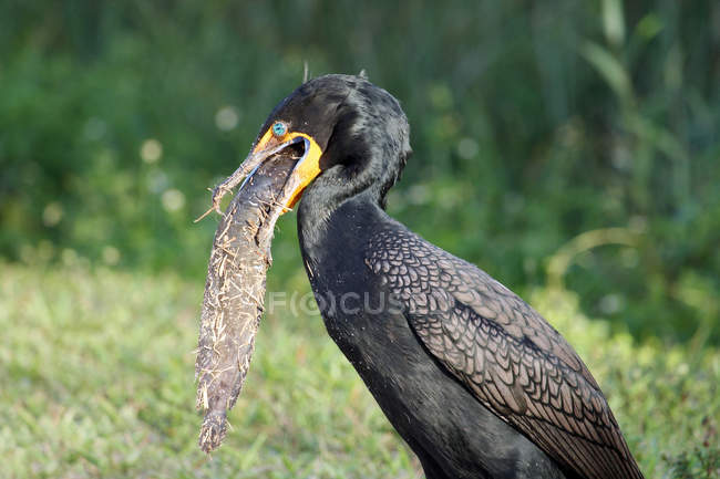Gros plan sur les cormorans qui avalent des poissons au parc national des Everglades — Photo de stock