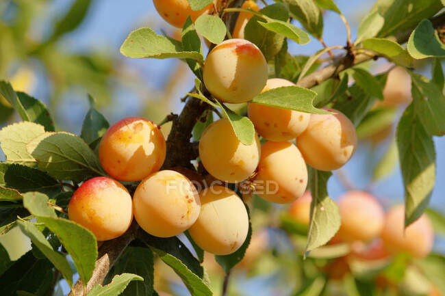 Seine et Marne. Primer plano de un racimo de ciruelas mirabelle en el jardín de un individuo. - foto de stock