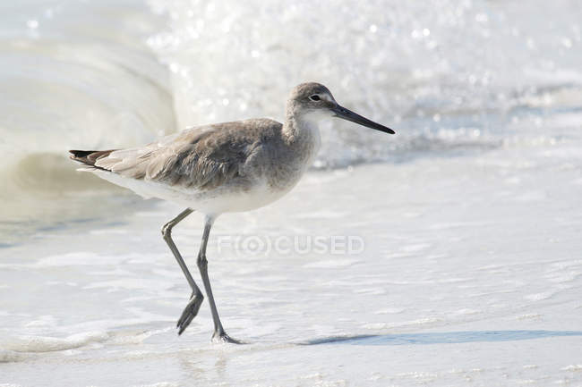 Willet on sand, selective focus — Stock Photo
