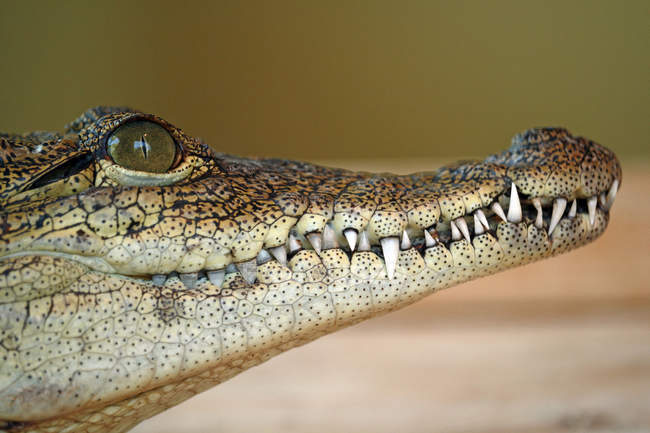 Primer plano de las mandíbulas del cocodrilo del Nilo, enfoque selectivo - foto de stock