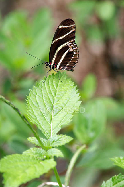 Primer plano de la mariposa cebra - foto de stock