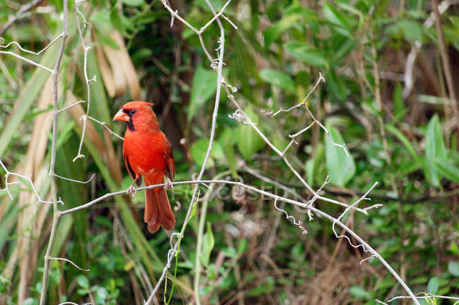 Red finch on branch, selective focus — Stock Photo
