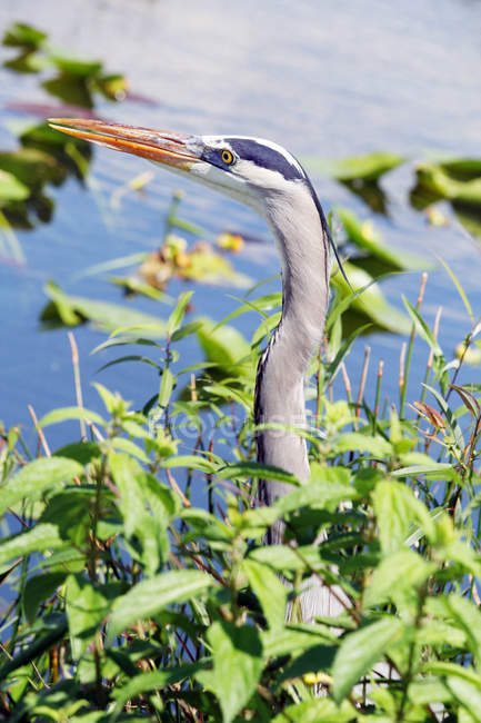 Great blue heron in plants, selective focus — Stock Photo