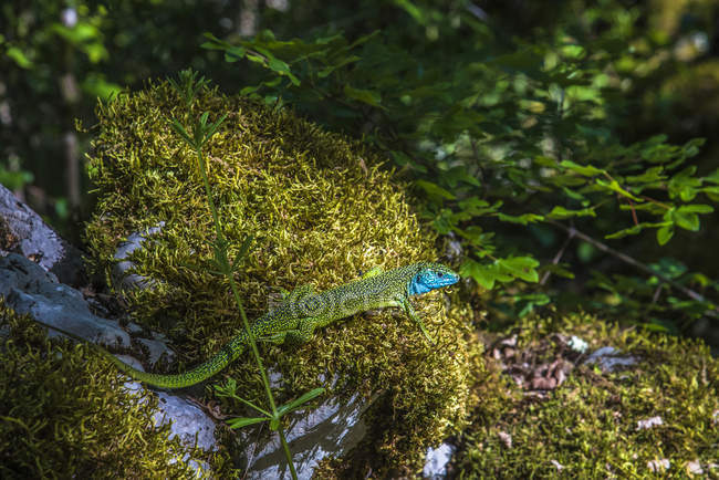 Close-up of lizard in Alzou canyon, France — Stock Photo