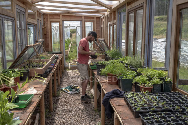 Europa, Francia, Bourgogne, Epoisses, joven jardinero de mercado en un invernadero que cuida las semillas - foto de stock