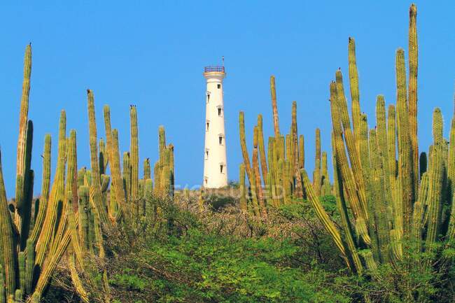 Нидерландские Антильские острова. Аруба. Калифорнийский маяк. — стоковое фото