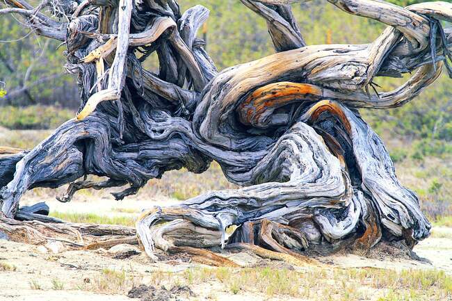 Antillas Holandesas. Bonaire. Árbol - foto de stock